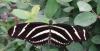 another butterfly.jpg - 2003:04:12 16:20:37