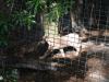prancing lynx.jpg - 2003:04:12 15:43:04