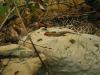 skink and turtle.jpg - 2003:04:12 14:44:50