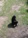 another chimp.jpg - 2003:04:12 14:56:39