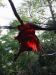 watch out for the red birds.jpg - 2003:04:12 15:56:27